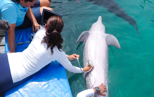 Swim With Dolphins In Mexico | Up To 20% Discounts | Delphinus