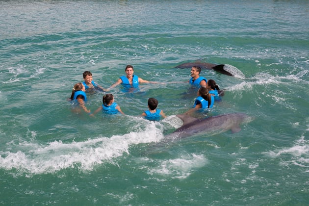 Nado con delfines