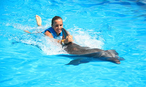 Swimming with dolphins in Mexico Ride | A complete interaction | Delphinus