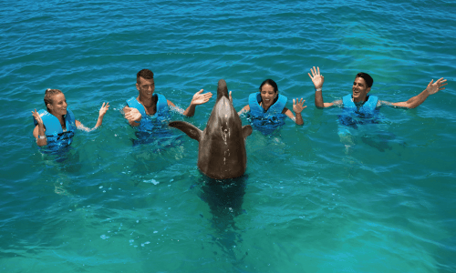 Family Dreams Ride delphinus