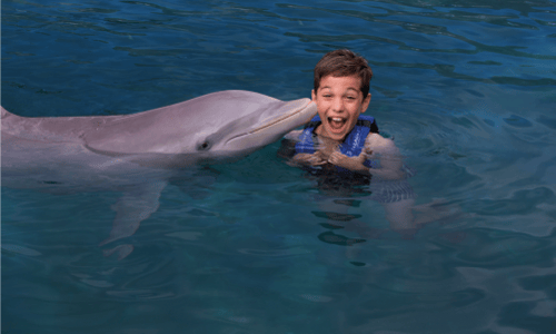 Family Dreams Ride delphinus