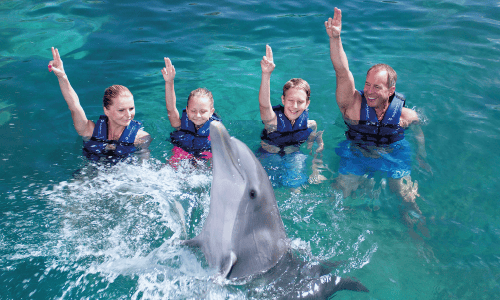 Family Dreams Supreme delphinus