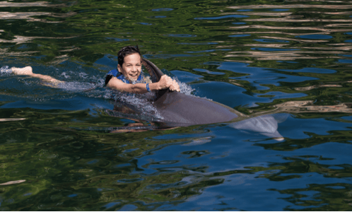 Ride delphinus