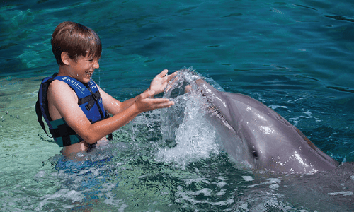 Splash delphinus