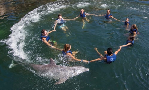 Splash delphinus