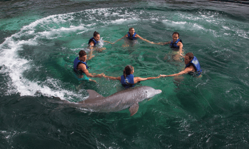 Trainer for a day delphinus