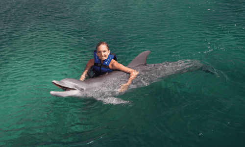 Trainer for a day delphinus