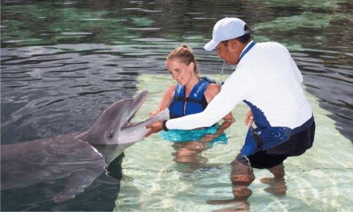 Trainer for a day delphinus