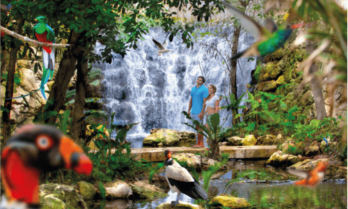 Xcaret Dolphin Tour